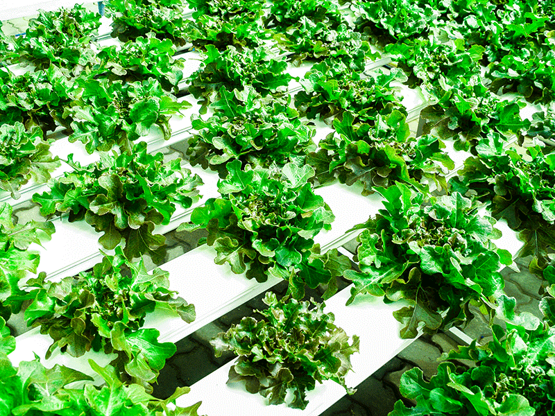 champs de salade hydroponique